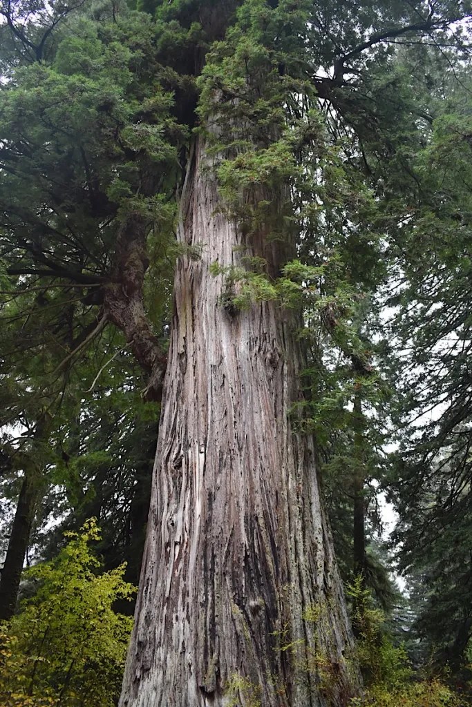 Redwoods N.P.
